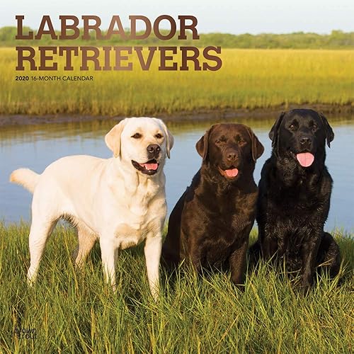 Download Labrador Retrievers 2020 Calendar: Foil Stamped Cover PDF