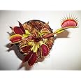 Large Sized Flexx Venus Flytrap (Fly Trap Carnivorous Plants) Dionaea Muscipula 3 inch Pot