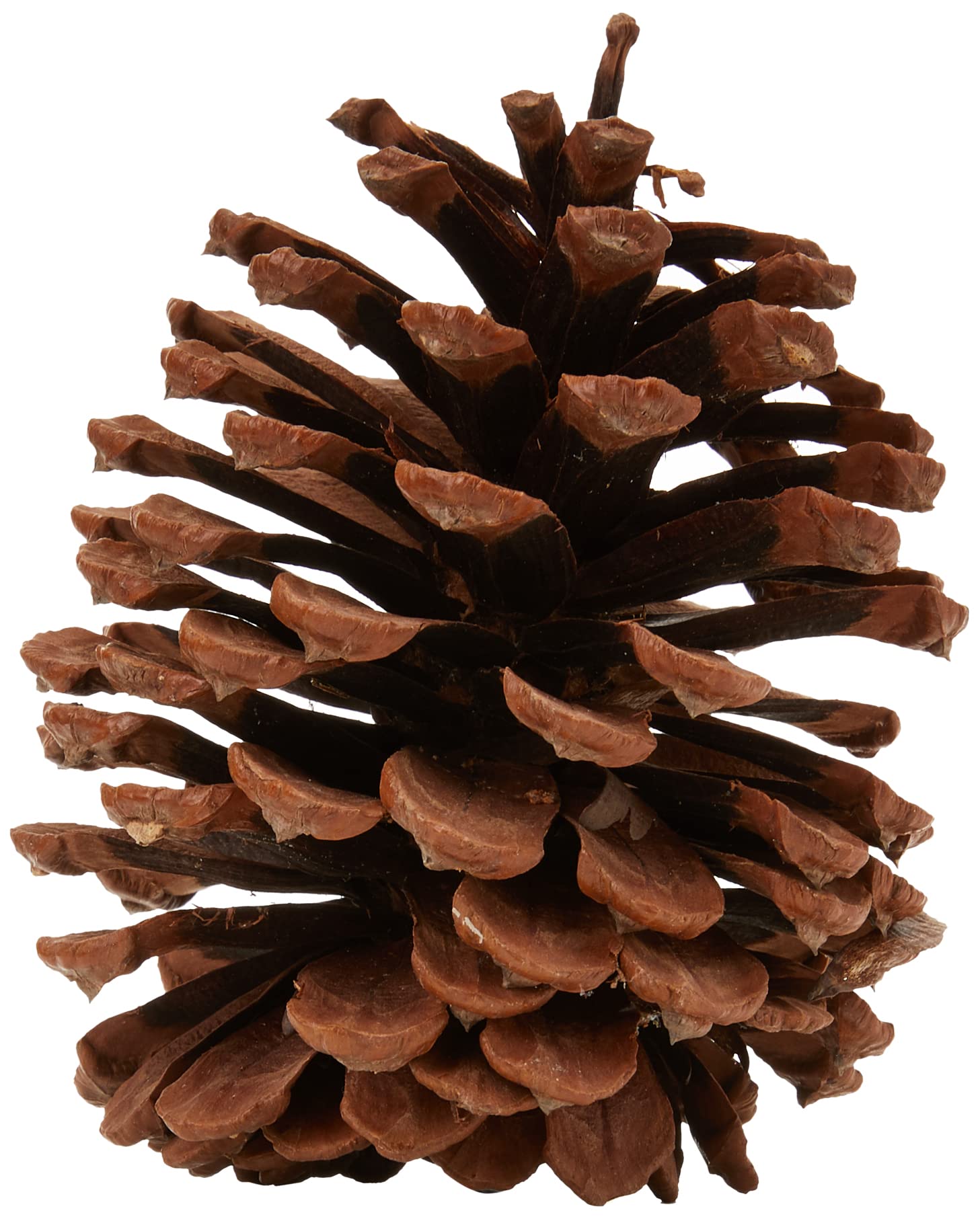 Giant pine cones | Pack of 5 | Approximately 15cm x 9cm | Natural crafts