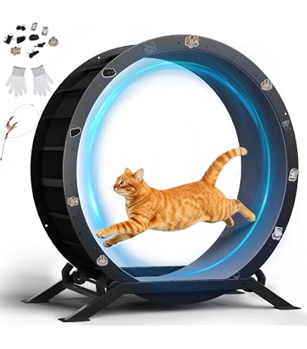 Amazon.com : One Fast Cat - Cat Exercise Wheel - Gen. 7 - Safe 48