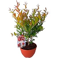 Amazon.es Los más vendidos: Los productos más populares en Frutales