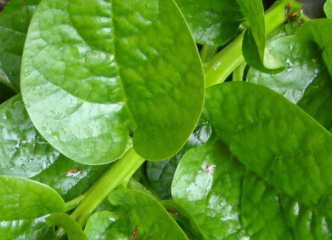 Plentree 10 - Seeds: Malabar Spinach (Green Stem Variety) - Excellent for Stir-Fry Cooking Or Raw!!!!