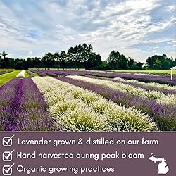 Organic Lavender Cocktail Picks - 50 Aromatic
