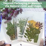 Cinvo 63 Pcs Real Dried Leaves with Tweezers Assorted DIY Craft Set 2023 view 5
