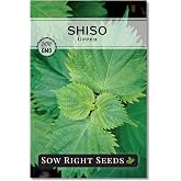 Sow Right Seeds - Green Shiso Seeds for Planting Perilla Leaf Herb Garden | Plant Japanese Korean non-GMO heirloom for Asian cuisine or microgreens. Grow leaves outdoors or indoor hydroponic gardening.