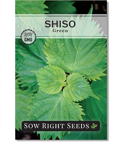 Amazon.com : Shiso Herb Gardening Seeds (Perilla) - Green Ohba Ao