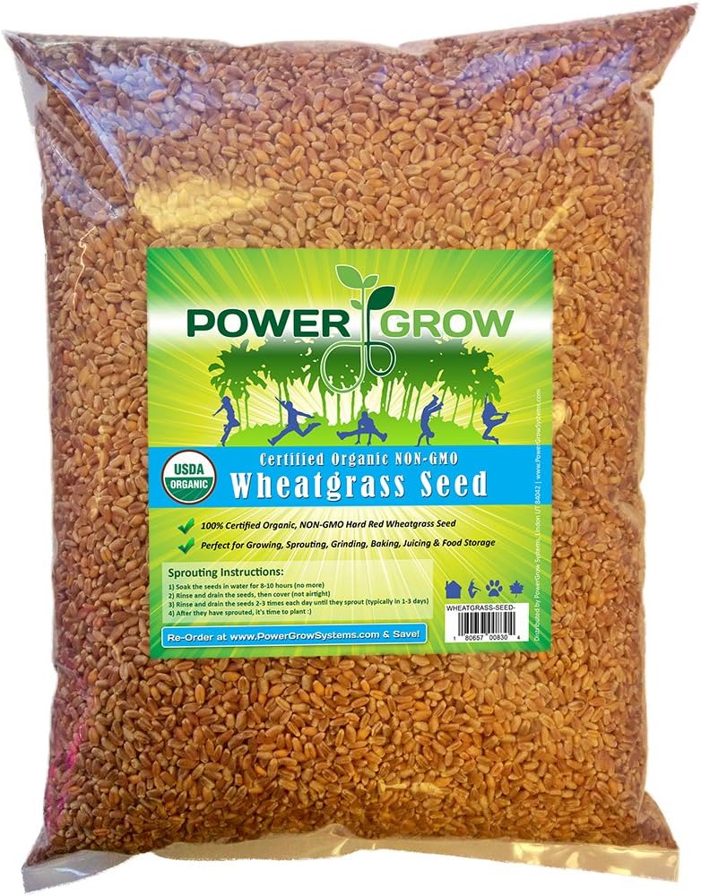 Wheatgrass Seeds Where To Buy Amazon Com Wheat Grass Seed 1lb