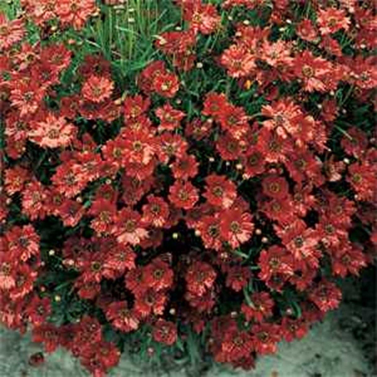 Coreopsis- Mahogany Midget- 50 Seeds