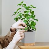 QCQHDU Plant Pot 12.7cm 2 Pack with Drainage Holes & Saucer Light Grey view 5