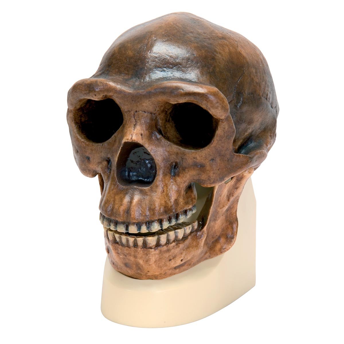 3B Scientific VP750/1 Homo Erectus Pekinensis Skull Model, Replica