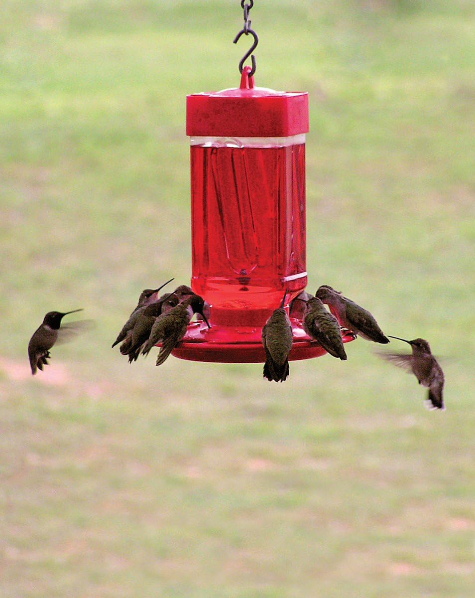 First Nature 3055 32-ounce Hummingbird Feeder : Wild Bird Feeders : Garden & Outdoor