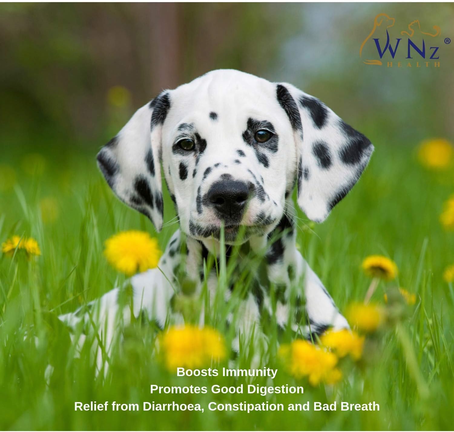 yakult for puppy diarrhea