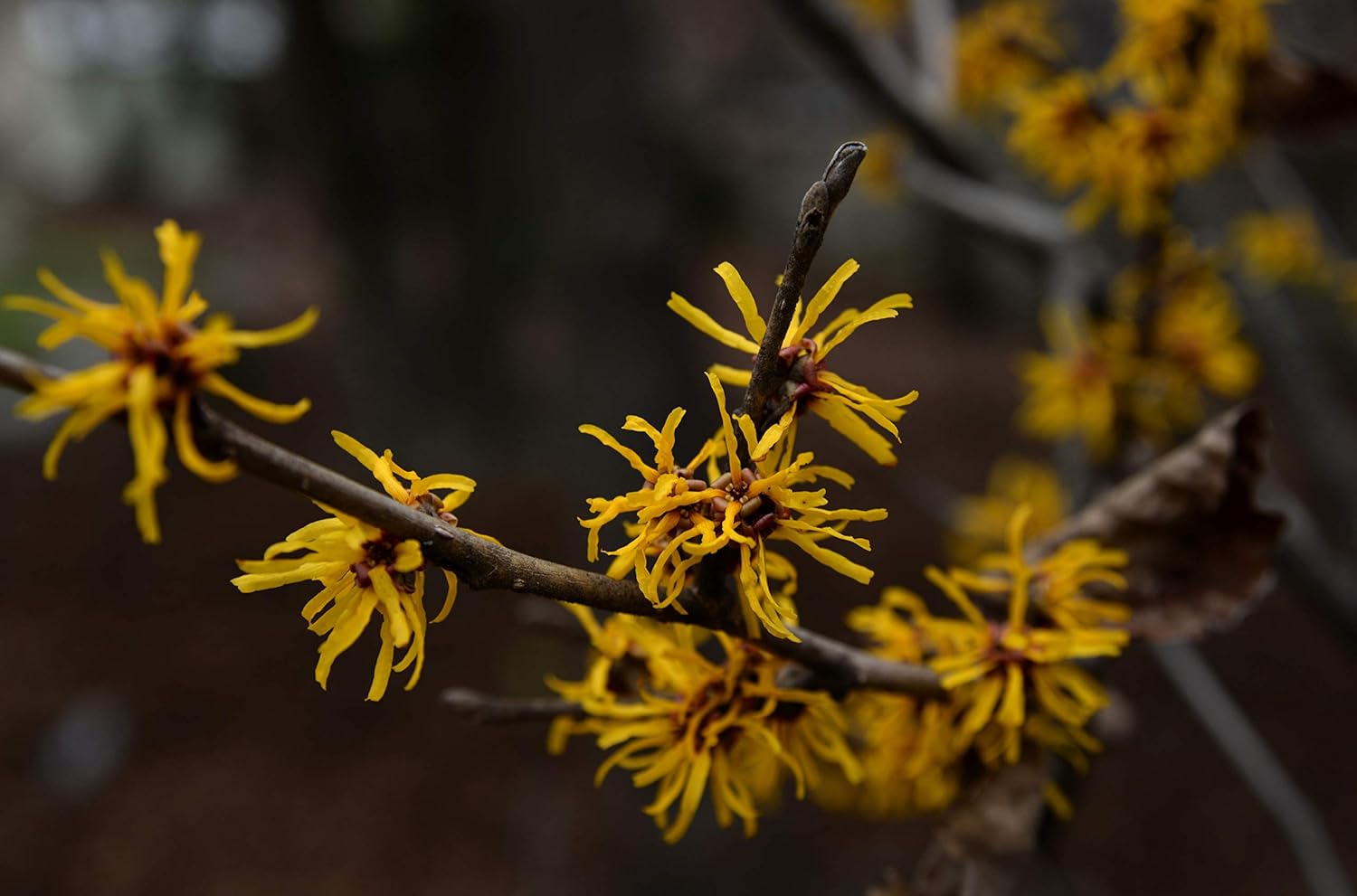 The Witch Hazel Experts, 100 g (Pack of 1) - Image 3