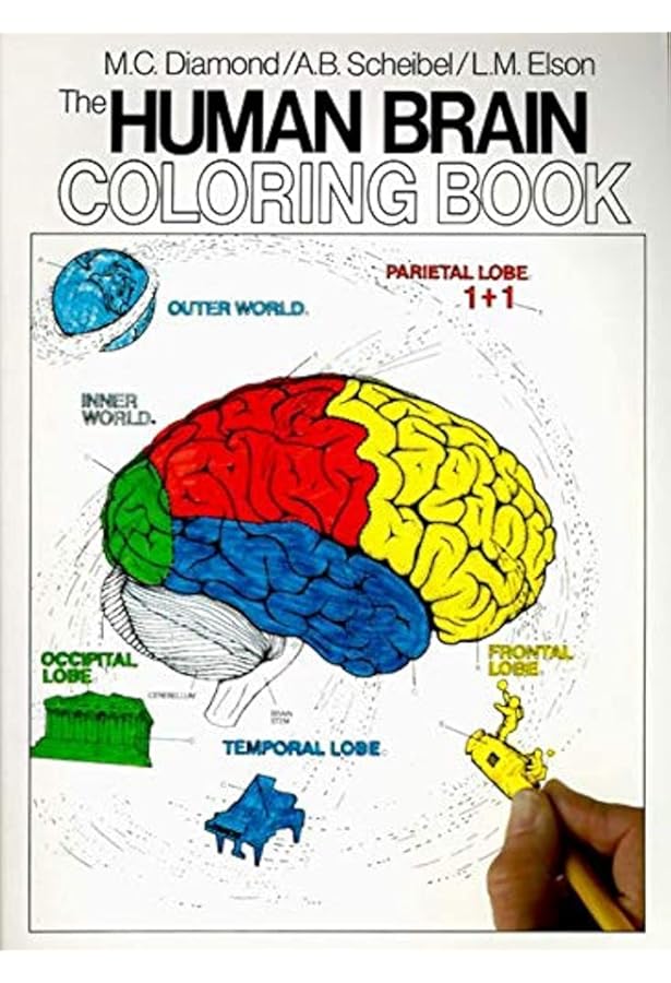 Clinical Neuroscience for Communication Disorders: Neuroanatomy