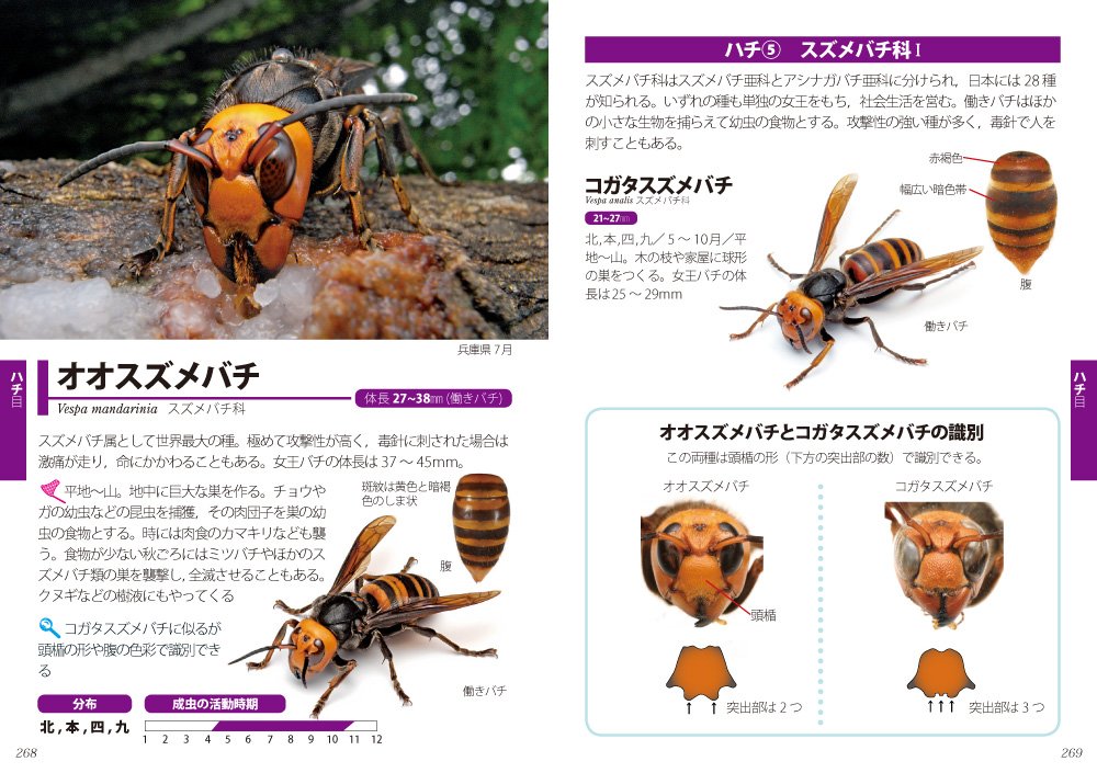 日本の昆虫1400 2 トンボ コウチュウ ハチ ポケット図鑑 Masashi Enju Mikio Takai Yukihiko Hirano Itamishi Konchui Kan Amazon Com Books