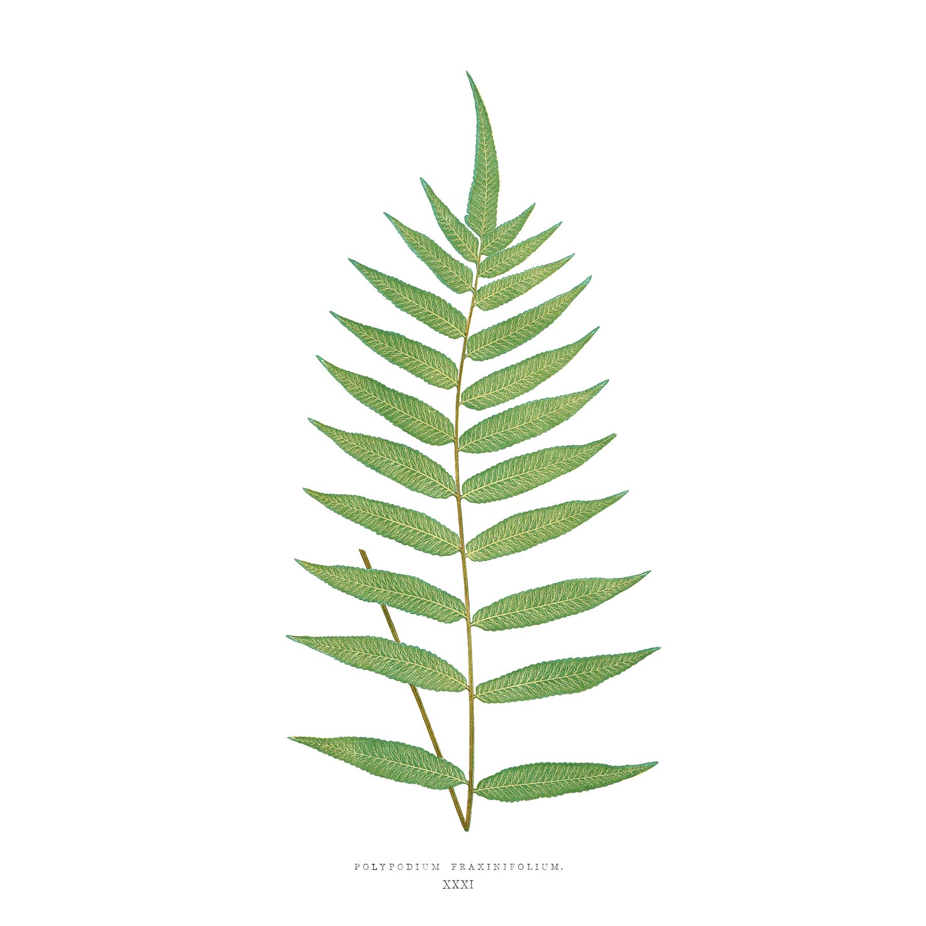 Wee Blue Coo Fern Polypodium Fraxinifolium Large Wall Art Print Canvas Premium Poster