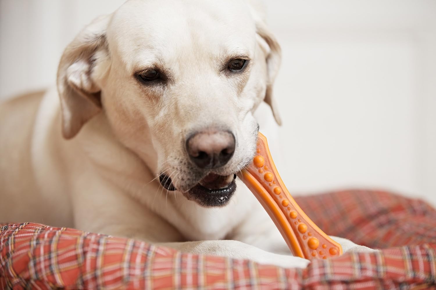 Pet Supplies : Pet Chew Toys : Hartz Chew 'n Clean Dental Duo Bacon Flavored Dental Dog Chew Toy and Treat - Large, Colors may vary : 