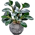 AlphaAcc Artificial Plants Potted Real Looking Small Faux Plant with Rustic Black Cement Planter for Kitchen Office Desk Bookshelf Decor (Ficus Plant)