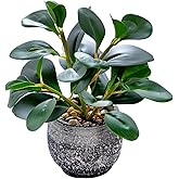 AlphaAcc Artificial Plants Potted Real Looking Small Faux Plant with Rustic Black Cement Planter for Kitchen Office Desk Bookshelf Decor (Ficus Plant)
