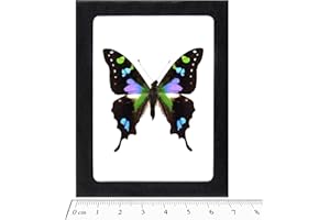 BicBugs GRAPHIUM WEISKEI Real Framed Butterfly Pink Purple Blue Indonesia