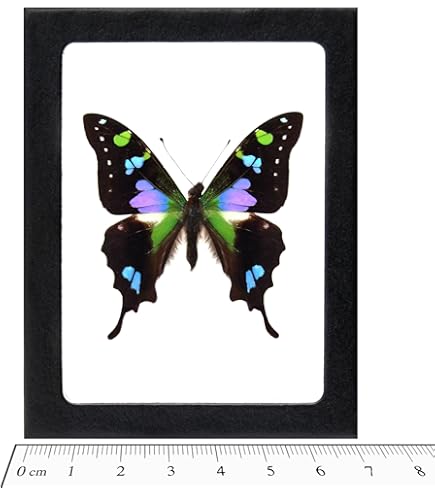 Amazon.com: BicBugs Morpho didius REAL FRAMED Blue BUTTERFLY PERU