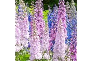 100+ Mix Larkspur Wildflowers Seeds for Planting, Non-GMO & Heirloom, Colorful Blooms for Garden Decor & Cut Flowers