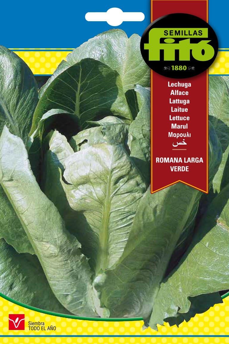 Semillas Fitó 201 - Semillas de Lechuga Romana Larga Verde “Teresa ...