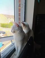 Yuing Cat Window Guard Custom Size Tear-Resistant Insect Screen with Zipper view 5
