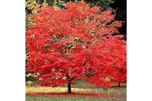 Red Maple Seeds for Planting, 25+ Heirloom Tree Seeds, Ideal for Landscaping and Garden