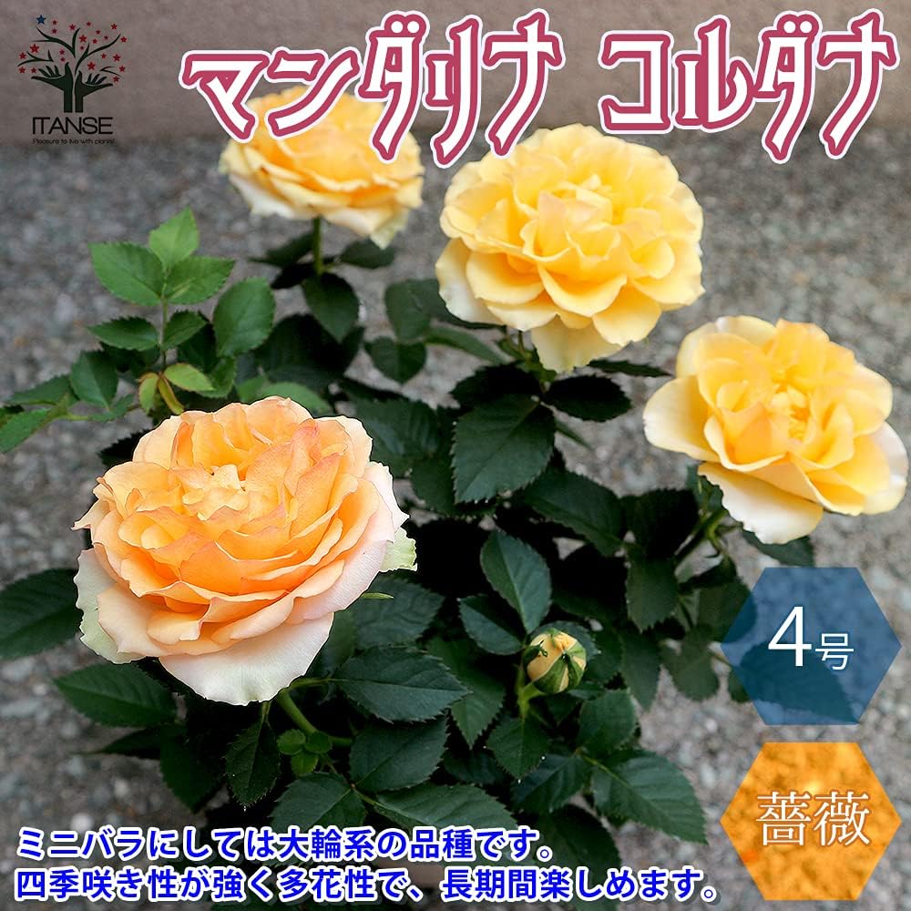Amazon マンダリナ コルダナ ミニバラ 4号鉢 品種で選べる薔薇苗 1個売り 学名 Rosa Hybrids バラ科バラ属 耐寒性落葉低木 花木 特徴 花径6 7cm 花色 アプリコット 咲き始めはオレンジで 開花が進むと平咲きになりアプリコットになり やがてベージュとなる