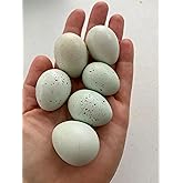 Celadon Coturnix Quail Fertile Hatching Egg Set - 6 Eggs - Shipped in Foam from Free Range Birds