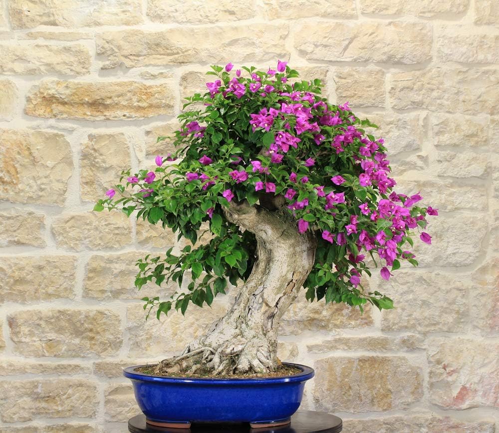 Sanderiana Bouganville Bonsai Tree (50)