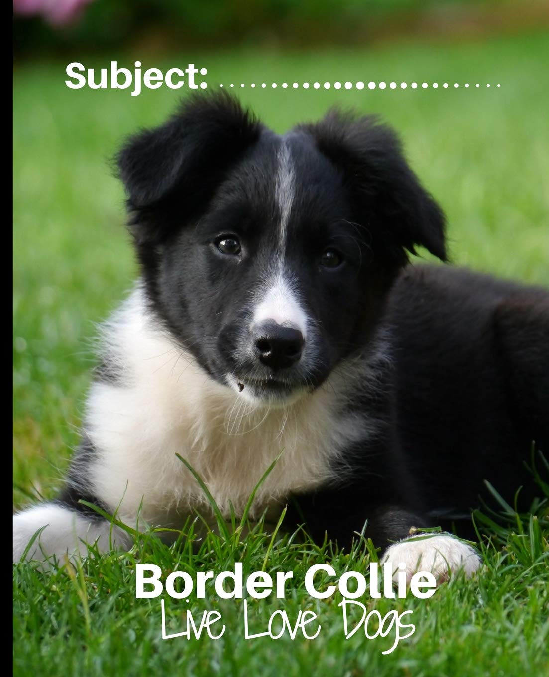 border collie love