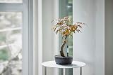 SUStee Watering Indicator Set of 5 Large Black - Smart Plant Hydration view 8