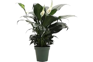 GENERIC Thorsen's Greenhouse Live Peace Lily Plant, Spathyphylum, Live Indoor Plant, 4" Diameter Pot