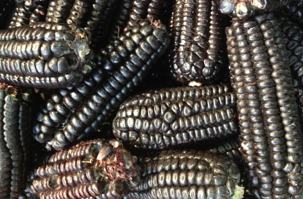 Maiz Morado Peruvian Purple Flint Corn Heirloom Non-GMO Vegetable Garden Seeds