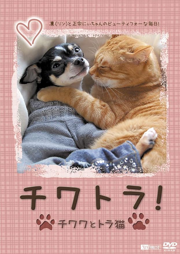 Amazon Co Jp シンフォレストdvd チワトラ チワワとトラ猫 凛 リン と正宗にぃちゃんのビューティフォーな毎日 Dvd ブルーレイ 凛と正宗