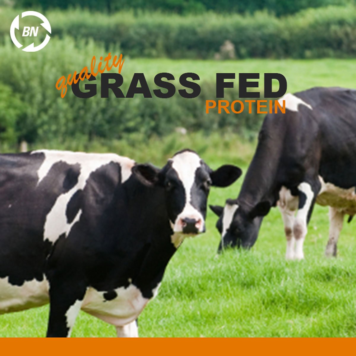 Grass Fed Whey Protein - 100% Pure, Natural & Raw – 24g High Protein - 1.34lb/16 Servings - Cold Processed Undenatured - Non-GMO - rBGH - High Quality Wisconsin USA (1.34lbs)