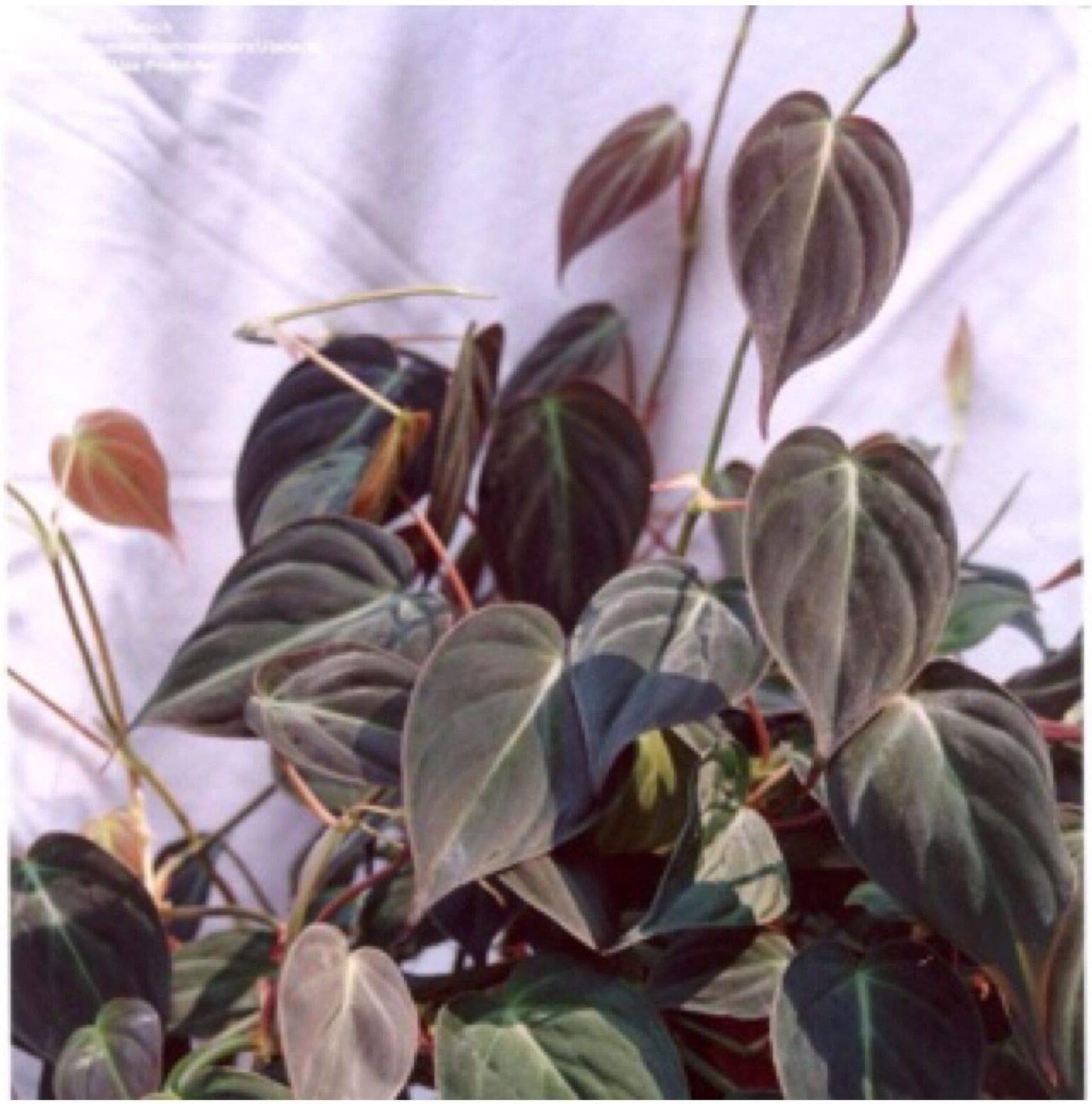 Micans Velvet bronze leaf house Plant vine 1-Cutting For You to Root