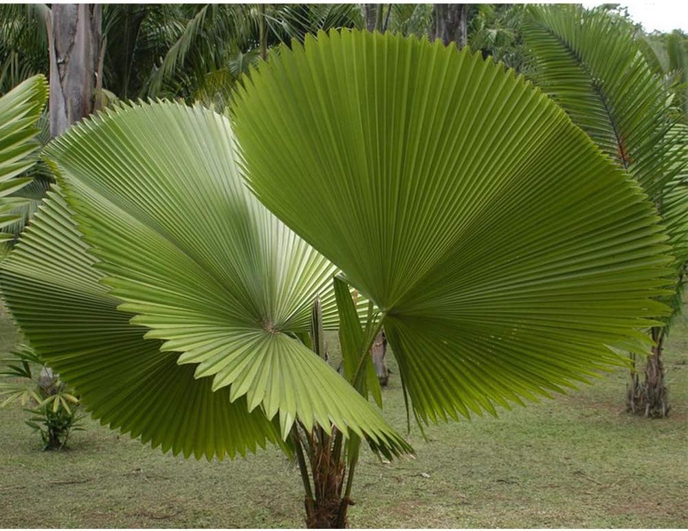 Jlong 20 PCS Palm Seeds Evergreen Fan-Shaped Hard Bonsai Tropical Ornamental Tree Indoor Plant Seeds