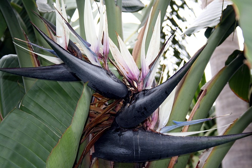 Saflax White Bird Of Paradise 5 Seeds Strelitzia Nicolai | Desertcart  Bahamas