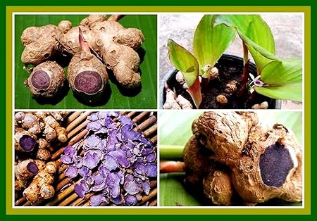 Seedstores : Kaempferia Parviflora Rare Black Ginger Krachai Dum or Tai Ginseng Rhizomes for Growing (3)