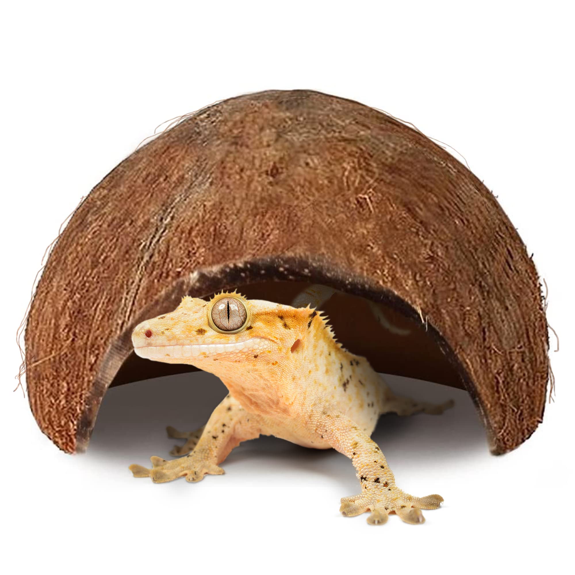 SunGrow Coco Hut for Crested Gecko, 5x3 Inches, Smooth-edged Coconut Shell, For Exercise, Climbing, Crawling, Perching and Basking Spot, 1 Piece