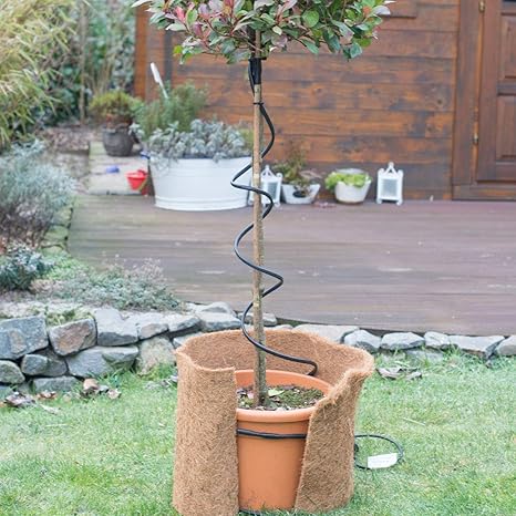 Berg Sandkraut Arenaria Montana Gunstig Online Kaufen In 2020 Pflanzen Steingartenpflanzen Pflanzen Bestellen