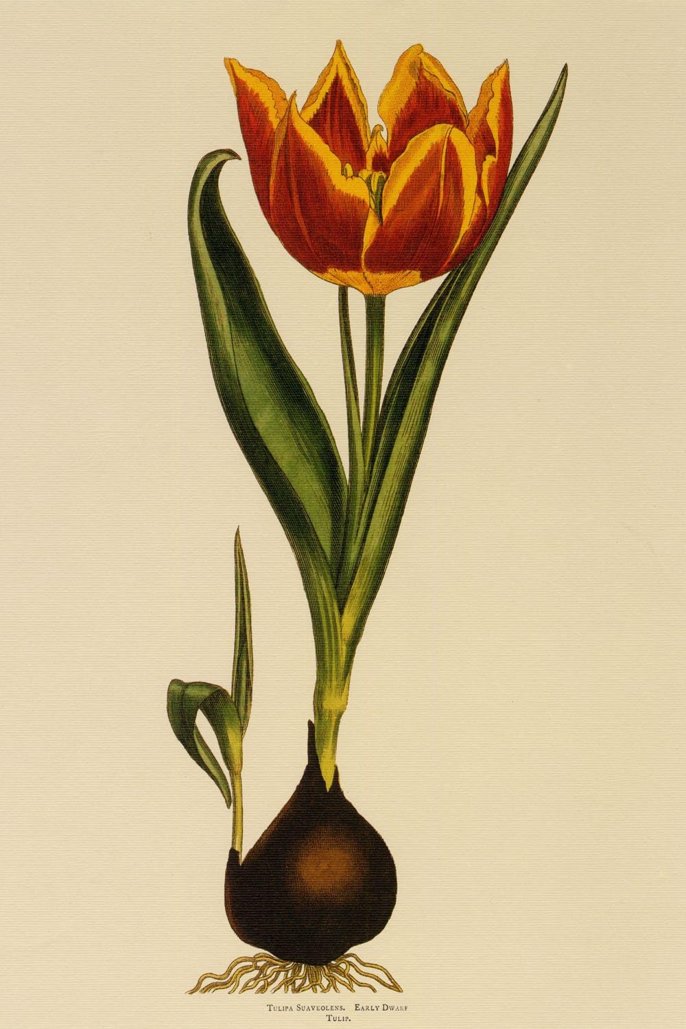 Amazon Com Vintage Posters Tulipa Suaveolens Early Dwarf Tulip Illustrated Flower Poster Reproduction 24 X 36 Posters Prints