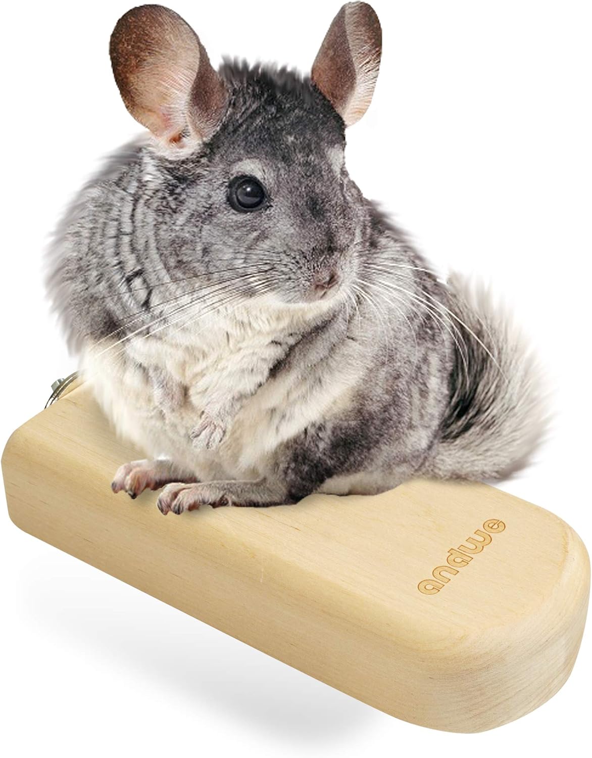 chinchilla rat pet