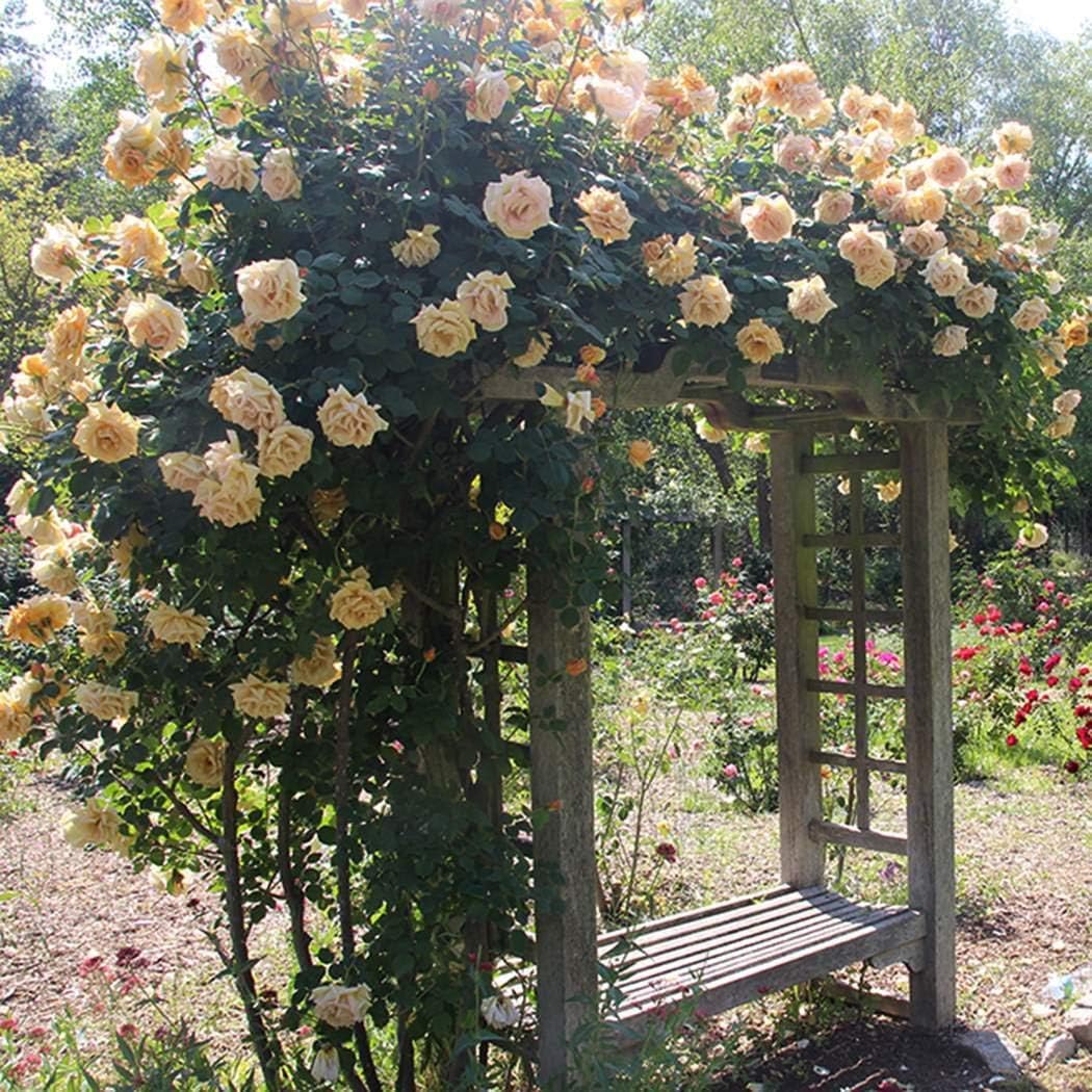 QiBest 20/50Pcs Garden Balcony Beautiful Bonsai Plants Climbing Rose Seeds Flowers