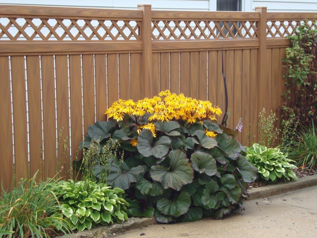 GARTHWAITE NURSERIES® : - Potted Ligularia Dentata Othello (Leopard Plant) Yellow-Orange Daisy-Like Blooms Summer Flowering Garden Perennial Plant