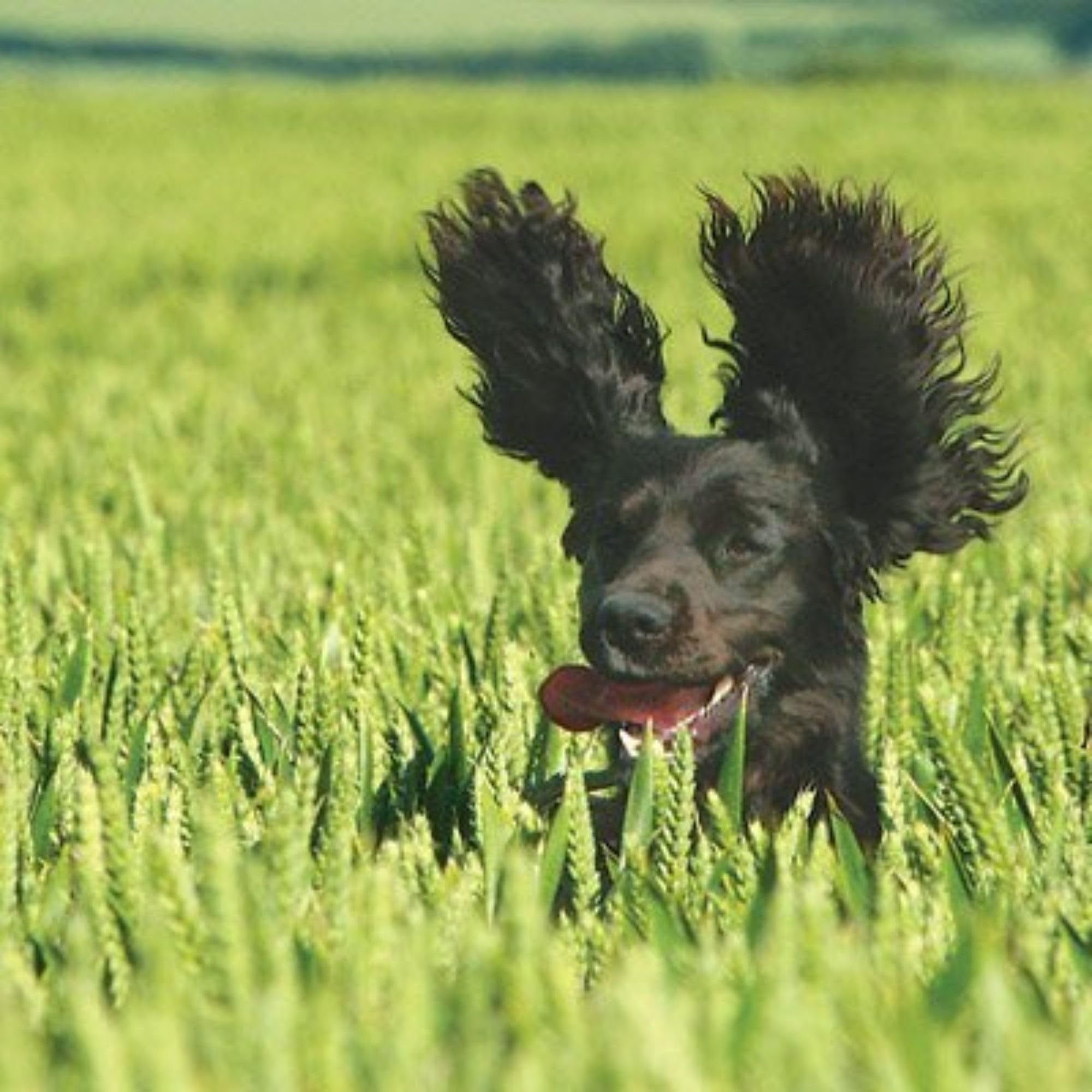 Blank Greeting Card/Birthday Card (HOG3134) International Animal Rescue - Cocker Spaniel - What's Going On Ear?