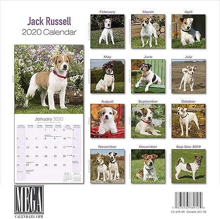 Amazon Com Jack Russell Calendar 2020 Dog Breed Calendar